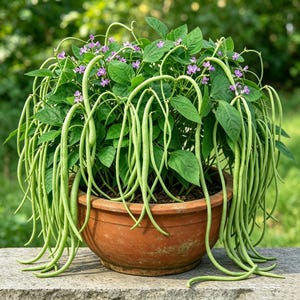 May include: A terracotta pot containing a lush green bean plant with long, slender, light green bean pods hanging over the sides. The plant features vibrant green leaves and small, delicate purple flowers scattered throughout the foliage.
