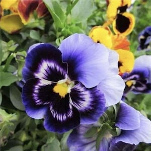 May include: Close-up of a vibrant pansy flower with a striking color palette. The petals showcase a gradient of purple, white, and black, with a bright yellow center. Green foliage provides a natural backdrop.