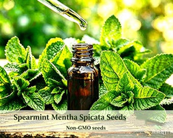 May include: A small amber glass bottle sits surrounded by fresh green spearmint leaves. A glass dropper hangs above the bottle, releasing a single drop. The text on the image reads: Spearmint Mentha Spicata Seeds and Non-GMO seeds.
