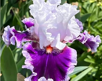 May include: A tall bearded iris flower featuring ruffled, pale lavender-white upper petals and deep, vibrant purple lower petals with a white ruffled edge. The center of the flower displays a bright orange beard surrounded by dark purple veins.