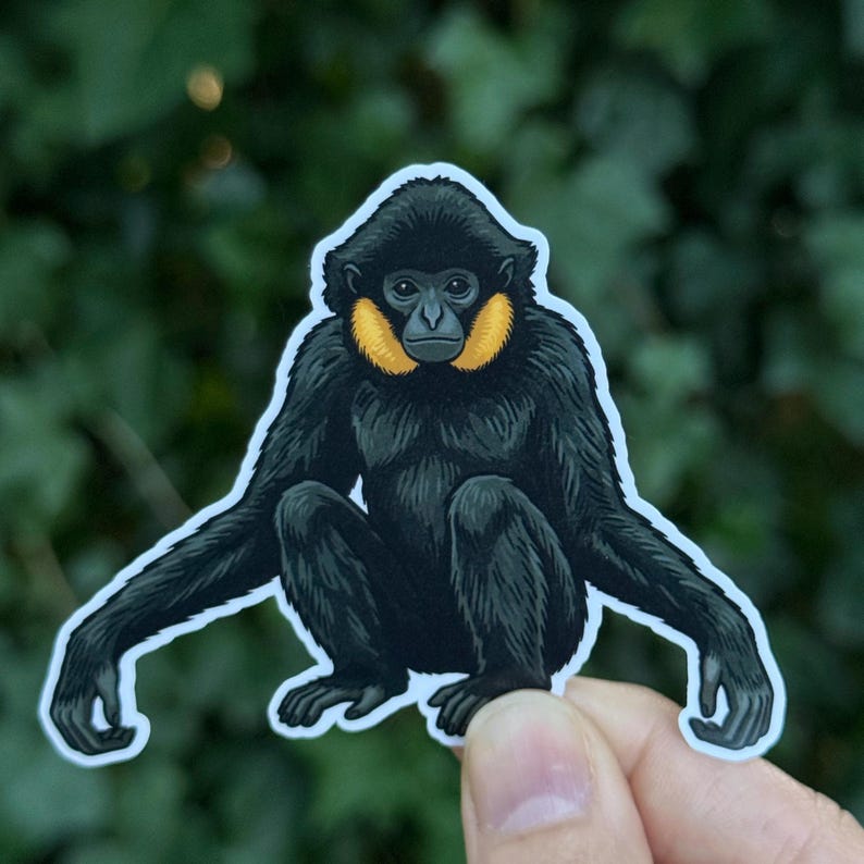 Puede incluir: Una pegatina troquelada con una ilustraci&oacute;n detallada de un gib&oacute;n de mejillas blancas del norte. El primate tiene pelaje negro oscuro en todo el cuerpo con parches distintivos de color amarillo anaranjado brillante en las mejillas y cara oscura.