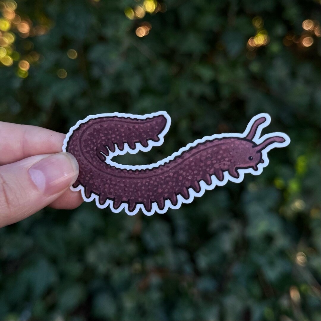 Velvet Worm Sticker - Cute Invertebrate Vinyl Decal - Living Fossil ...