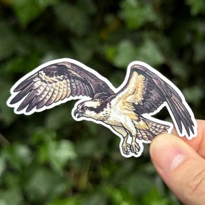 Osprey Sticker - Bird of Prey Sticker - Raptor Art - Fish Hawk Sticker - Birder Gift - Sea Hawk - Wildlife Sticker - Falconry Gift image 1