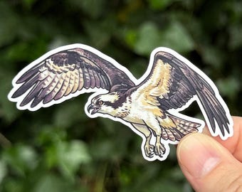 Osprey Sticker - Bird of Prey Sticker - Raptor Art - Fish Hawk Sticker - Birder Gift - Sea Hawk - Wildlife Sticker - Falconry Gift