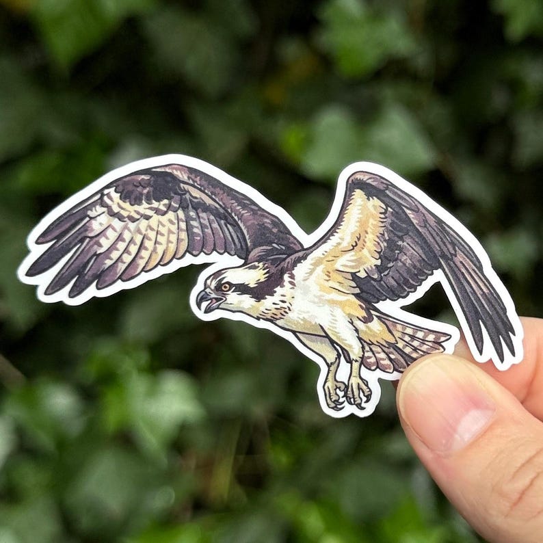 Osprey Sticker - Bird of Prey Sticker - Raptor Art - Fish Hawk Sticker - Birder Gift - Sea Hawk - Wildlife Sticker - Falconry Gift image 1