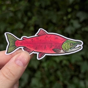 May include: A sticker featuring a stylized illustration of a salmon. The fish has a vibrant red body, a green head, and a green and white tail fin. The sticker is held by a person's hand against a blurred green background.