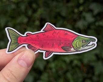 Pegatina de salmón rojo - Arte de peces en fase de desove - Regalo natural del Pacífico Noroeste - Calcomanía de pesca - Vinilo impermeable - 3 pulgadas