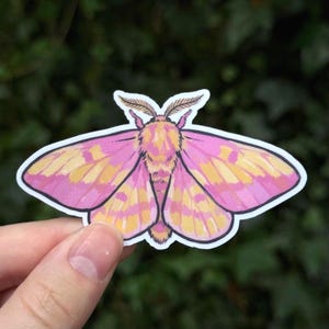 Puede incluir: Una pegatina troquelada que muestra una polilla con un cuerpo difuso y alas coloreadas en tonos vibrantes de rosa y amarillo. La polilla tiene antenas marrones detalladas y un contorno negro distintivo, con un diseño simétrico y texturas suaves.