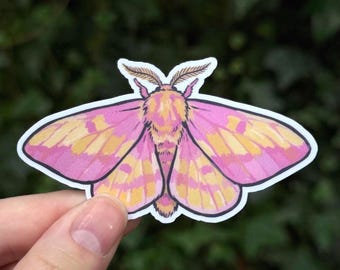 Rosy Maple Moth Sticker - Dryocampa rubicunda - Waterproof Vinyl Sticker for Laptop, Water Bottle, or Notebook - 3 Inch