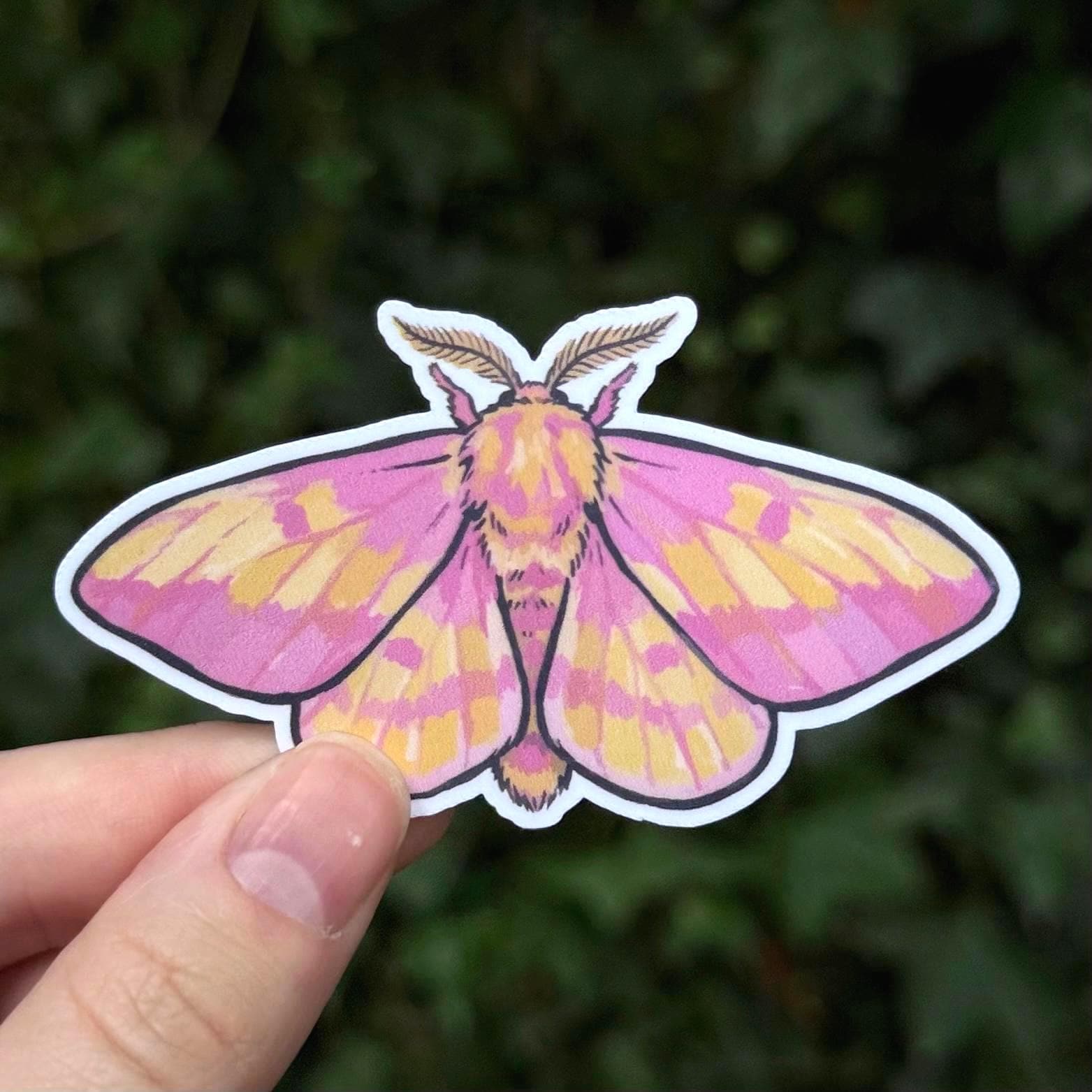 Rosy maple moth - Etsy 日本