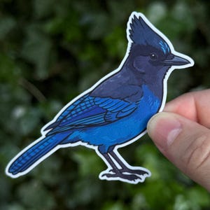 Stellers Eichelhäher-Aufkleber - Blauhäher-Aufkleber - Pazifischer Nordwesten-Vogel - Blauer Vogel-Aufkleber - Geschenk für Vogelbeobachter - Corvid-Aufkleber - Westküste-Wildtiere Bild 1