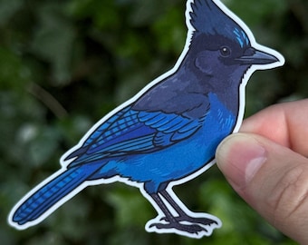 Steller's Jay Sticker - Blue Jay Sticker - Pacific Northwest Bird - Blue Bird Sticker - Birder Gift - Corvid Sticker - West Coast Wildlife