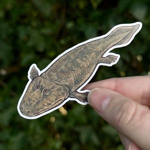 May include: A sticker depicting a detailed illustration of a prehistoric fish, possibly a lobe-finned fish. The sticker has a white border and is held against a blurred green backdrop. The fish is mainly brown with darker mottled patterns.