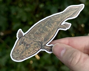 Pegatina Tiktaalik - Arte de fósiles de peces prehistóricos - Regalo de ciencia paleontológica, pegatina de biología evolutiva - Vinilo adhesivo impermeable para portátil