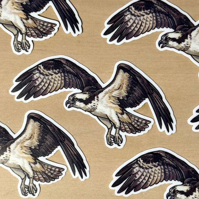 May include: A collection of die-cut stickers featuring an osprey in flight. Each sticker displays the bird with dark brown wings, a white head with a dark eye stripe, and a white underbelly. The osprey is depicted with wings spread wide.