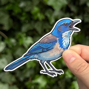 May include: A die-cut sticker featuring a vibrant illustration of a California scrub jay with a bright blue head, wings, and tail, contrasted by a light brown back and chest. The bird is depicted with its beak open, showing dark grey legs.