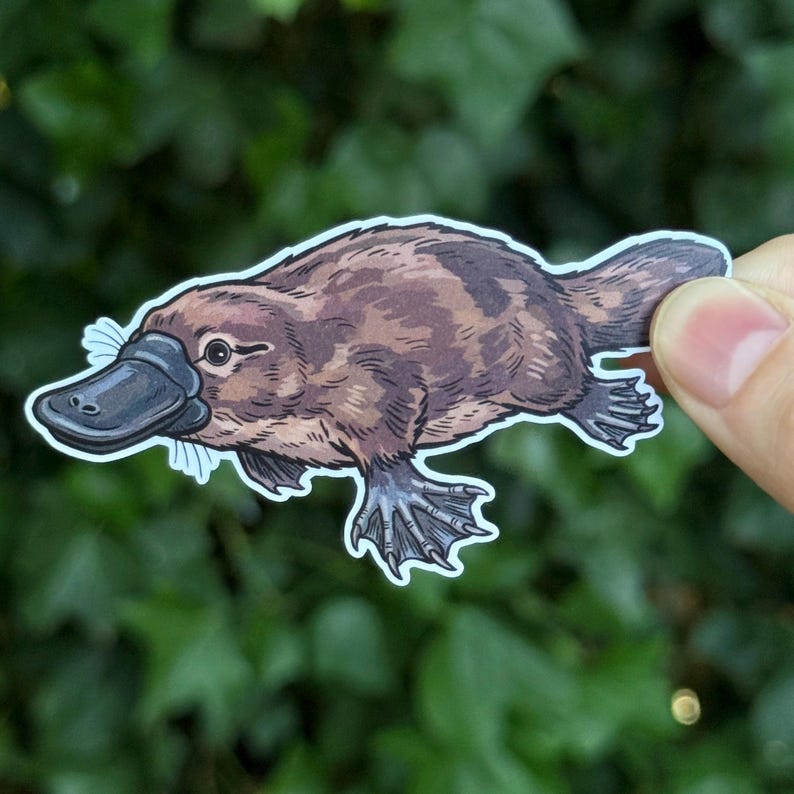 Puede incluir: Una pegatina troquelada que presenta una ilustraci&oacute;n detallada de un ornitorrinco. El ornitorrinco tiene pelaje marr&oacute;n, un pico gris oscuro y patas palmeadas. La obra est&aacute; realizada en un estilo realista con l&iacute;neas y sombreados visibles.