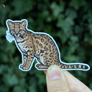 May include: A die-cut sticker featuring a detailed illustration of an ocelot. The wild cat has a tan coat with dark brown spots and stripes, white facial markings, and amber eyes. The sticker has a thin white border and a smooth matte finish.