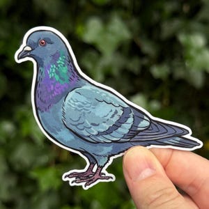 May include: A die-cut sticker featuring a detailed illustration of a pigeon. The bird has grey feathers, a dark beak, and a vibrant neck patch with iridescent purple and green coloring. The sticker has a clean white border around the entire bird.