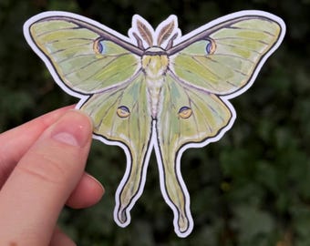 Luna Moth Sticker - Actias luna - Insect Art Decal - Celestial Nature - Cottagecore Laptop Sticker - 3 Inch