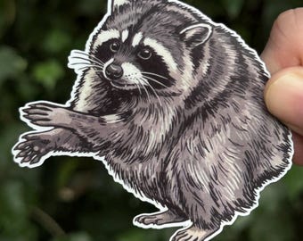 Jimothy-Aufkleber – Waschbär aus Seattle – Vinyl-Aufkleber mit Wildtierillustration – Natur im pazifischen Nordwesten – Niedliches Tiergeschenk – Kurzwirbelsäulensyndrom