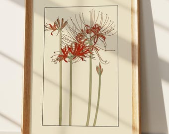 Impression japonaise Higanbana - art mural lys araignée rouge, illustration botanique vintage de Lycoris radiata, décoration florale asiatique de style ukiyo-e