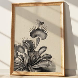 Może przedstawiać: Oprawiony wydruk botaniczny przedstawiający czarno-białą ilustrację muchołówki z wieloma kolczastymi pułapkami i pojedynczą muchą siedzącą na górnej pułapce, na teksturowanym, złamanej bieli tle w ramie z jasnego drewna.