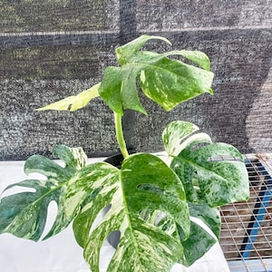 Monstera Albo Variegata White Tiger - Etsy