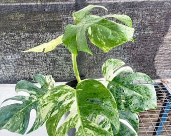 Monstera Deliciosa Tigre blanc panaché Rare Monstera d'Albo Plante vivante Fromage suisse Plante tropicale d'intérieur