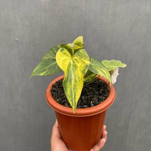 Antúrio Clarinervium x Pterodactyl Variegado, Planta Híbrida Rara – Arácea de Folha Aveludada – Planta Exótica de Colecionador
