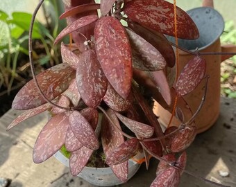 Plante vivante Hoya Sigillatis Red Splash | Rare plante d'intérieur Splash Hoya | Usine de cire exotique | Collectionneur Hoya | Plante tropicale d'intérieur