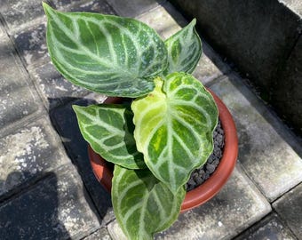 Anthurium Dorayaki Silver Variegated Rare Plant – Velvet Silver Leaf Aroid – Exotic Collector Houseplant – Live Indoor Plant