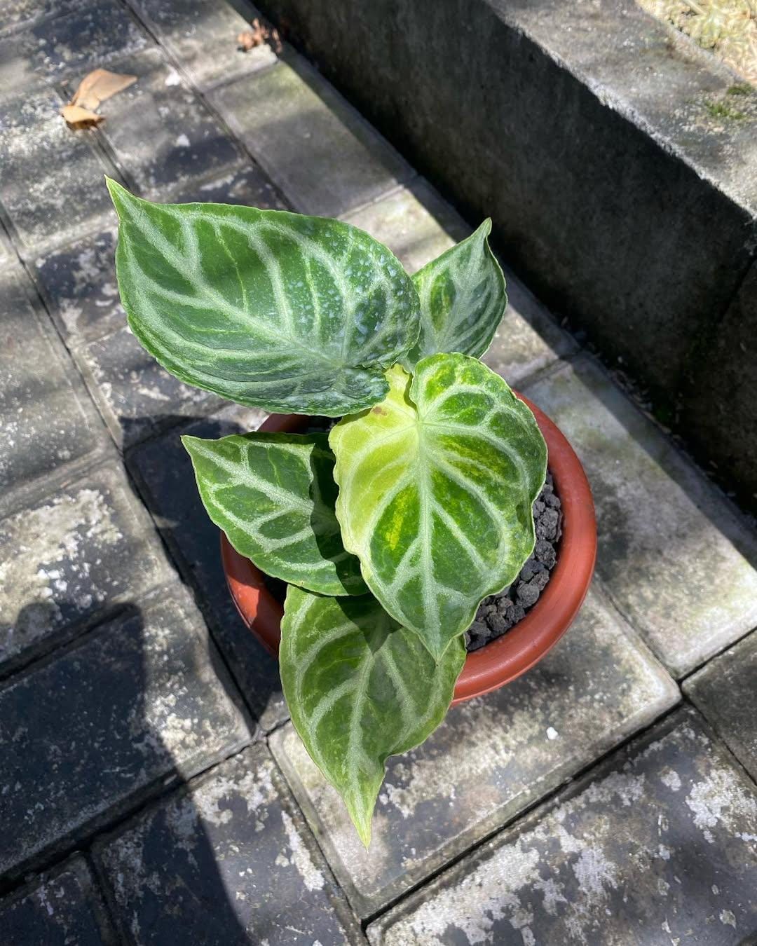 Anthurium dorayaki - Etsy 日本