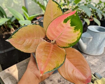 Aglaonema Sultan Brunei plante vivante | Rare plante d'intérieur Aglaonema | Plante exotique à feuillage vert rose | Plante tropicale d'intérieur | Plante collectrice