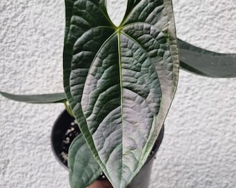 Anthurium Luxurians x Papillilaminum Hybrid – Rare Velvet Leaf Anthurium – Exotic Aroid Houseplant – Collector Plant Gift