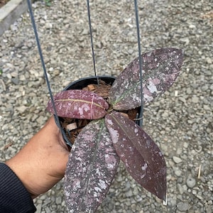 May include: A Hoya plant in a black plastic hanging pot with four thick, succulent-like leaves. The leaves are dark purple and brown with prominent light pink and white speckled variegation and visible central veins, potted in wood chips.