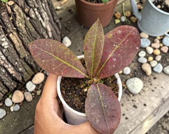 Hoya Buntokensis plante rare rouge hoya | Cire végétale à feuillage rouge | Plante d'intérieur tropicale exotique | Collectionneur Hoya | Plante d'intérieur vivante