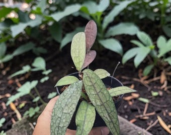 Plante de cire rare Hoya Clemensiorum | Plante d'intérieur Hoya exotique | Plante tropicale de collection | Vigne d'intérieur facile d'entretien | Plante Hoya vivante