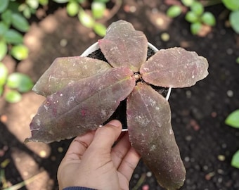 Hoya Undulata rouge rare plante hoya | Cire végétale à feuillage rouge | Plante d'intérieur de collection exotique | Plante tropicale d'intérieur enracinée