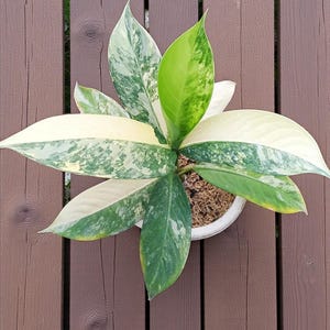 Dieffenbachia Big Ben Variegated - Etsy