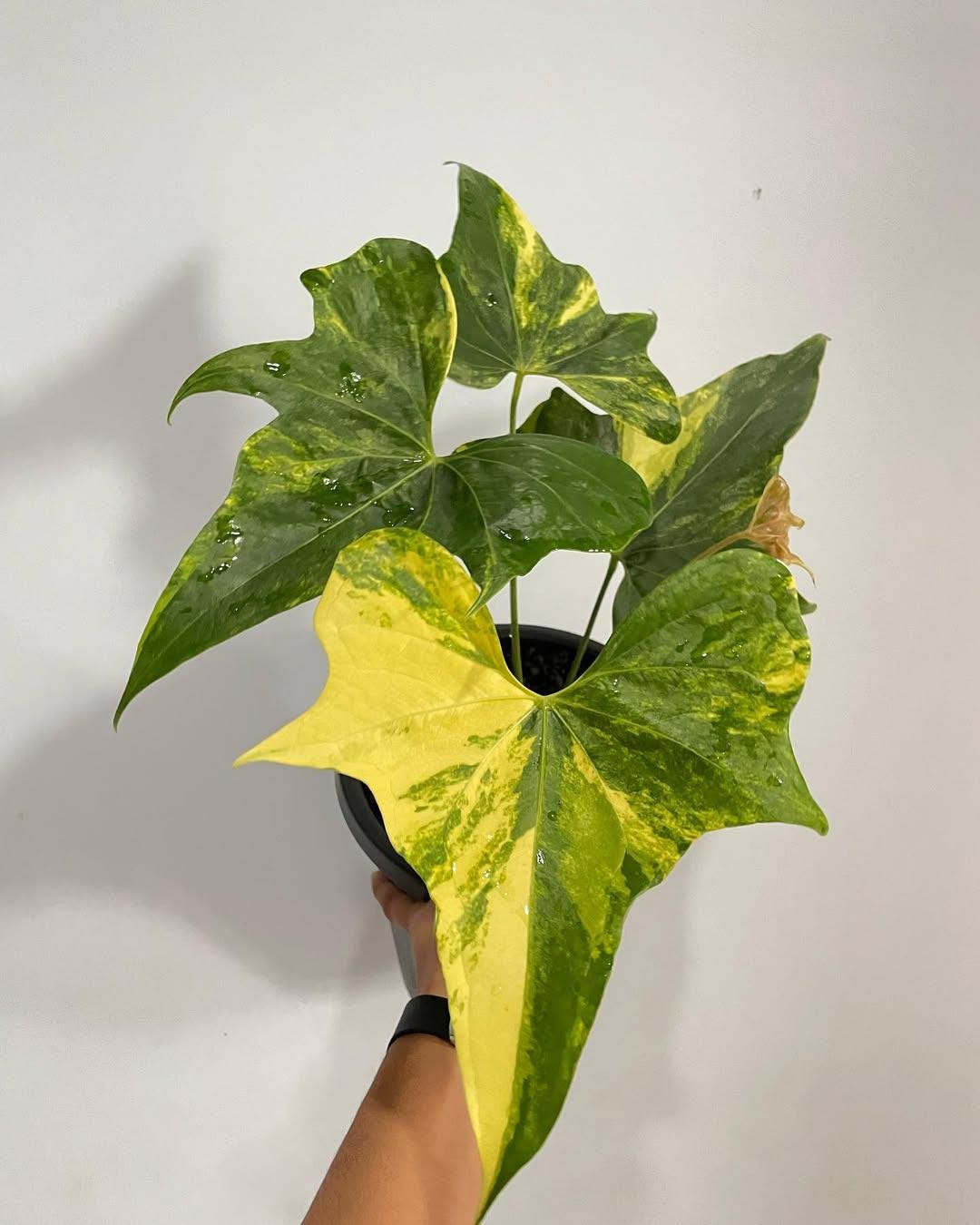 buy elephant ear plants Elephant's Ear Plant