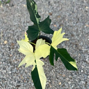 Philodendron Golden Dragon Brokig sällsynt växt | Exotisk aroid samlarväxt | Fantastisk gul brokig tropisk krukväxt