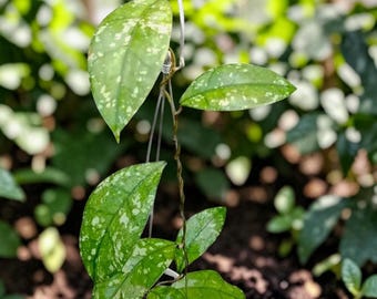 Hoya Clemensiorum Splash Bornéo plante rare Hoya | Usine de cire d'éclaboussure d'argent | Plante d'intérieur tropicale exotique | Collectionneur vivant Hoya