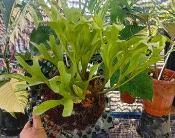 Platycerium Ridleyi Staghorn Fougère | Fougère tropicale montée | Plante d'intérieur épiphyte exotique