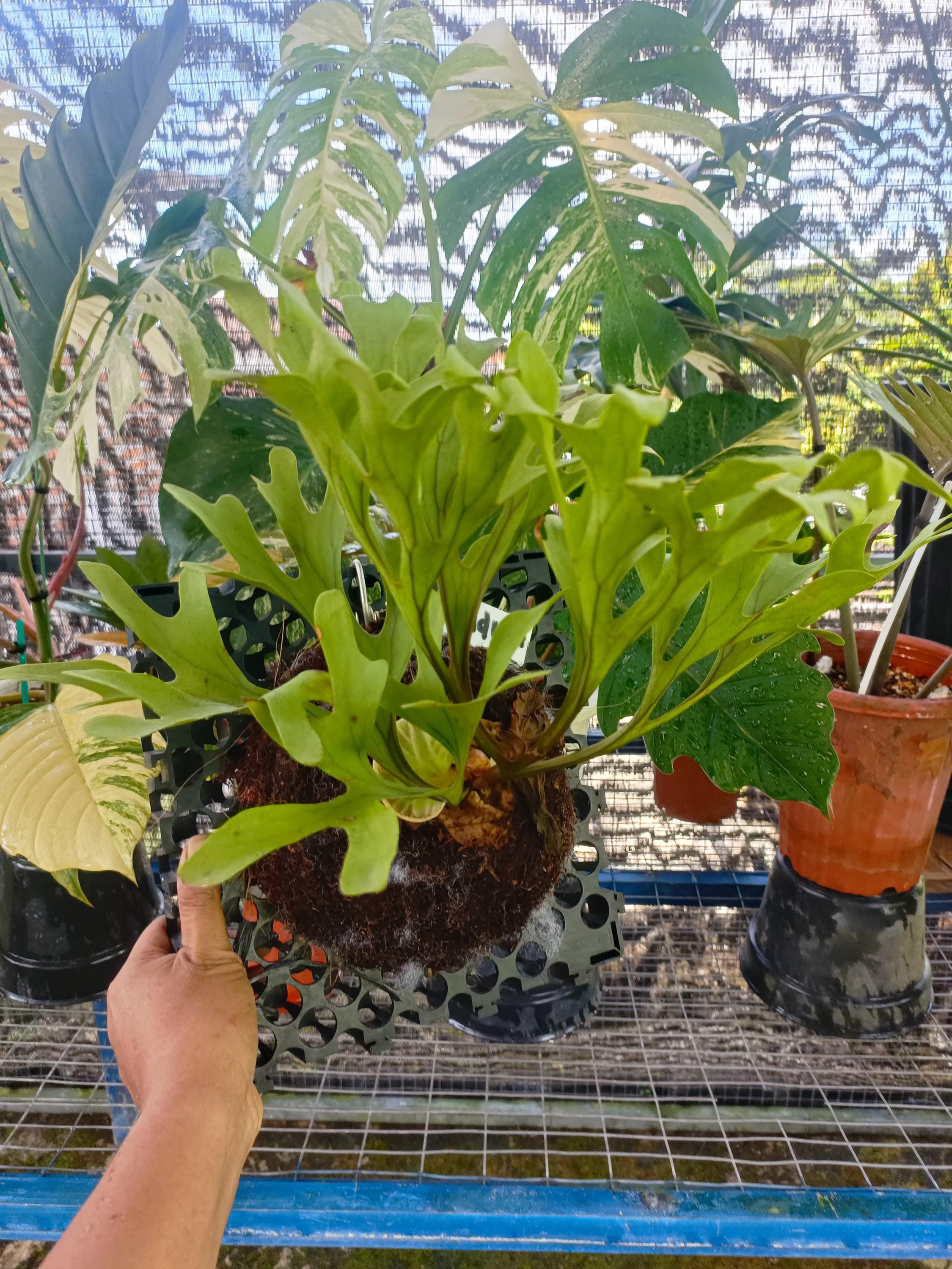 Platycerium ridleyi - Etsy 日本