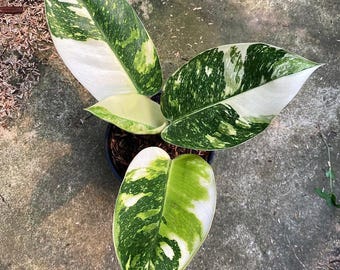 斑入りフィロデンドロン キャラメルマーブル ファイアタイガー 組織