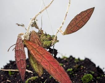 Plante vivante rouge Hoya Clemensiorum | Plante d'intérieur Hoya rouge rare | Cire végétale exotique | Collectionneur Hoya | Plante tropicale d'intérieur