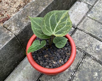 Anthurium King of Spades Variegated Rare Plant – Velvet Dark Leaf Aroid – Exotic Collector Houseplant – Live Indoor Plant