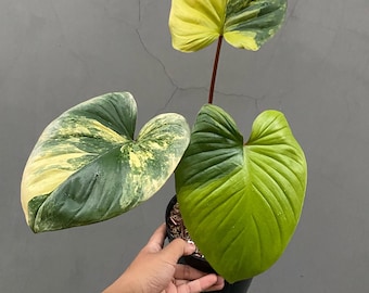 Homalomena 