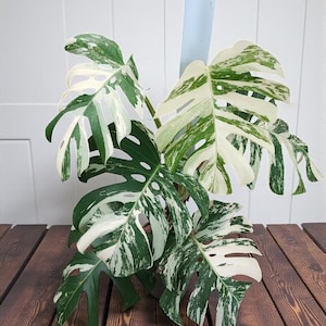 Puede incluir: Una planta de Monstera variegada con hojas grandes y divididas. Las hojas muestran un patrón llamativo de blanco y verde, creando una estética única. La planta se encuentra contra un soporte azul claro y una superficie de madera, mostrando su belleza natural.